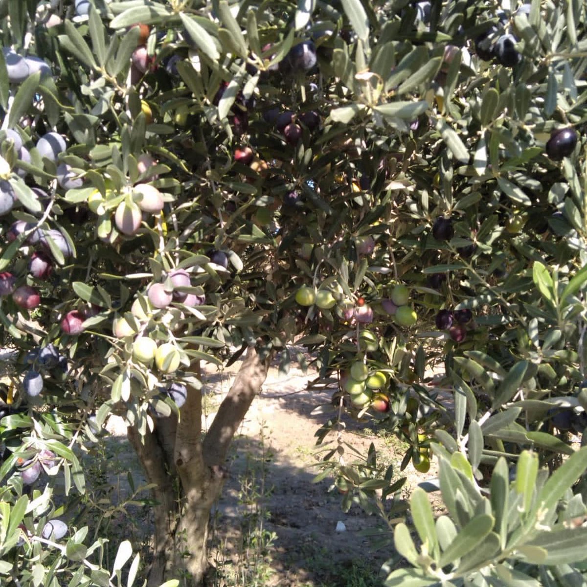 AnadOlive tweet media