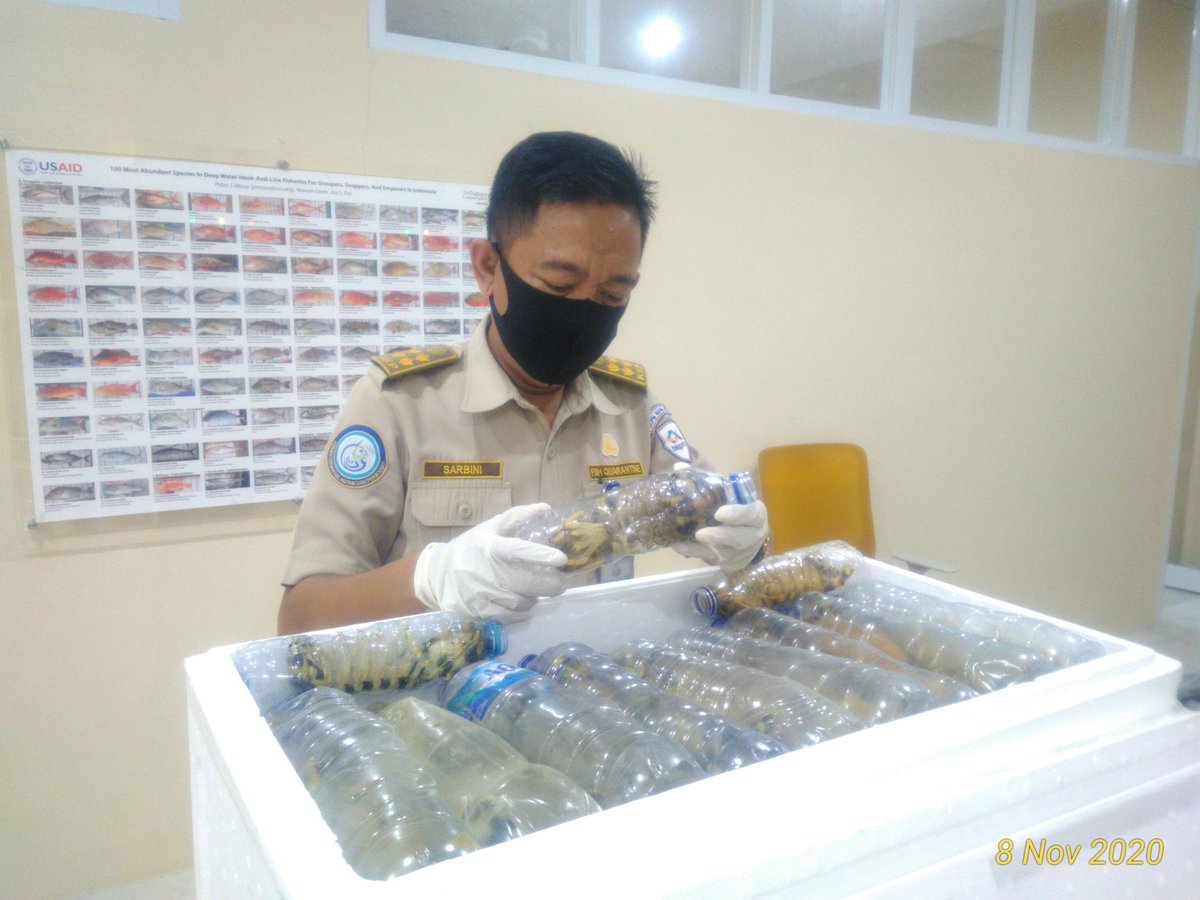 BPPMHKPMakassar's tweet photo. 08/11 03:50 pemeriksaan fisik kebenaran jenis dan jumlah terhadap lalulintas domestik tujuan Jakarta berupa Udang Ronggeng 720 ekor,  12 koli 
di TPFI BBKIPM Makassar
 #OneHealthKIPM
@rinajanwar2201 
@idjahChadidjah
@HumasBKIPM https://t.co/UrZLVPGv9f