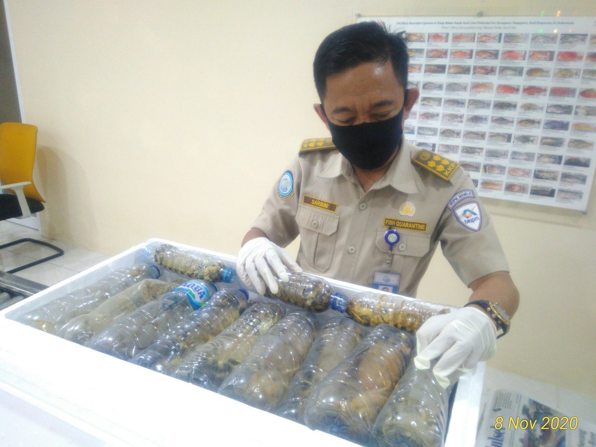 BPPMHKPMakassar's tweet photo. 08/11 03:50 pemeriksaan fisik kebenaran jenis dan jumlah terhadap lalulintas domestik tujuan Jakarta berupa Udang Ronggeng 720 ekor,  12 koli 
di TPFI BBKIPM Makassar
 #OneHealthKIPM
@rinajanwar2201 
@idjahChadidjah
@HumasBKIPM https://t.co/UrZLVPGv9f