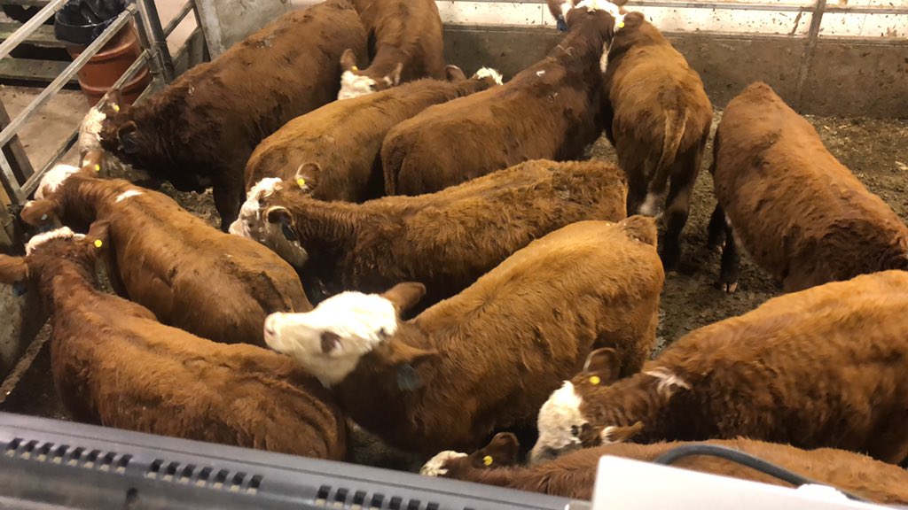 farmgirlkjb's tweet photo. Protocol 515 Avg steers $2.21 https://t.co/a2UImKnbQ7
