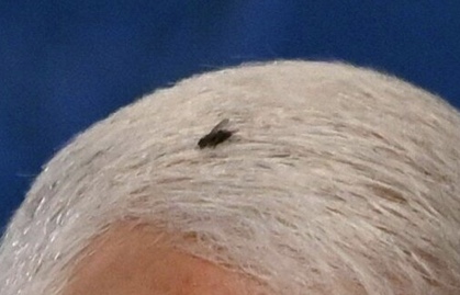 EmilyConnerNYC's tweet photo. Let's not forget to thank #thefly for its efforts.  #BidenHarris2020 #ByeDon #NotoriousRBG https://t.co/11hKcj7BX8