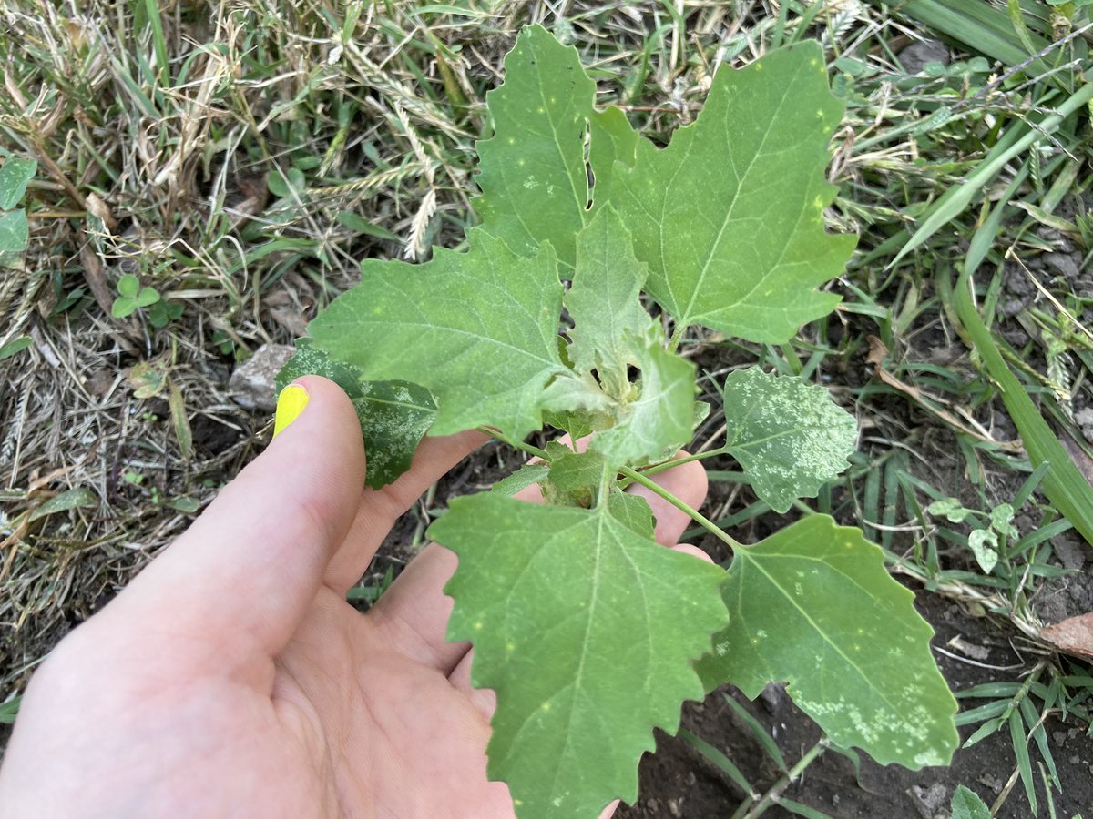 Lambsquarters, a wild type of spinach. High in oxalic acid, just like normal spinach or beans, and very tasty. Grows tall, and flowers to buds that are a good substitute for broccoli or cauliflower. Edible, obviously.