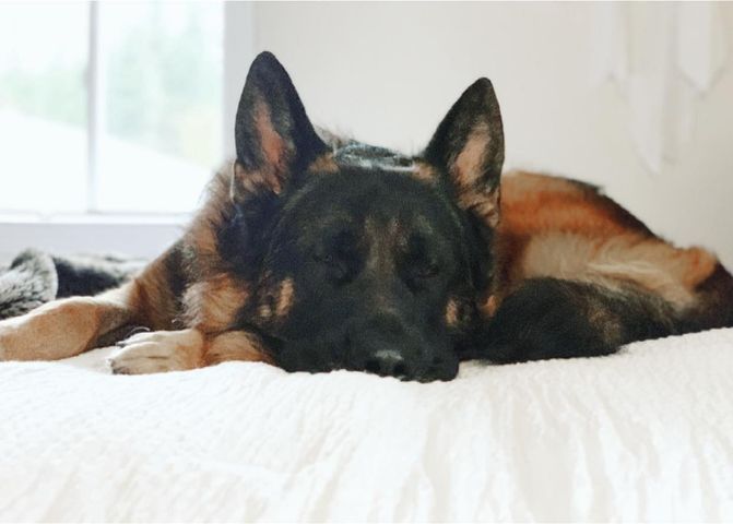 RCMPNS's tweet photo. Gus from #Gabarus is just getting used to this whole time change thing… Good things his humans are doing the #9PMROUTINE! Are you #lockedup? Let us know below with a dog emoji! https://t.co/TtyOUE8KjZ