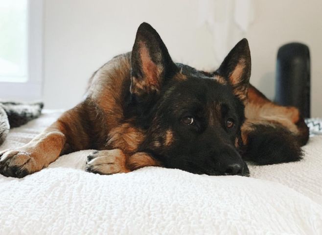 RCMPNS's tweet photo. Gus from #Gabarus is just getting used to this whole time change thing… Good things his humans are doing the #9PMROUTINE! Are you #lockedup? Let us know below with a dog emoji! https://t.co/TtyOUE8KjZ