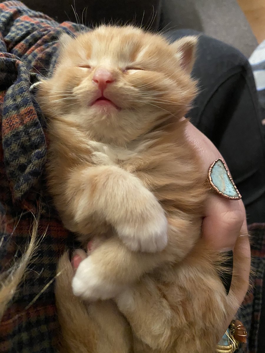 sunflower_c8e's tweet photo. his name is sweet potato https://t.co/qIXVAQZebt