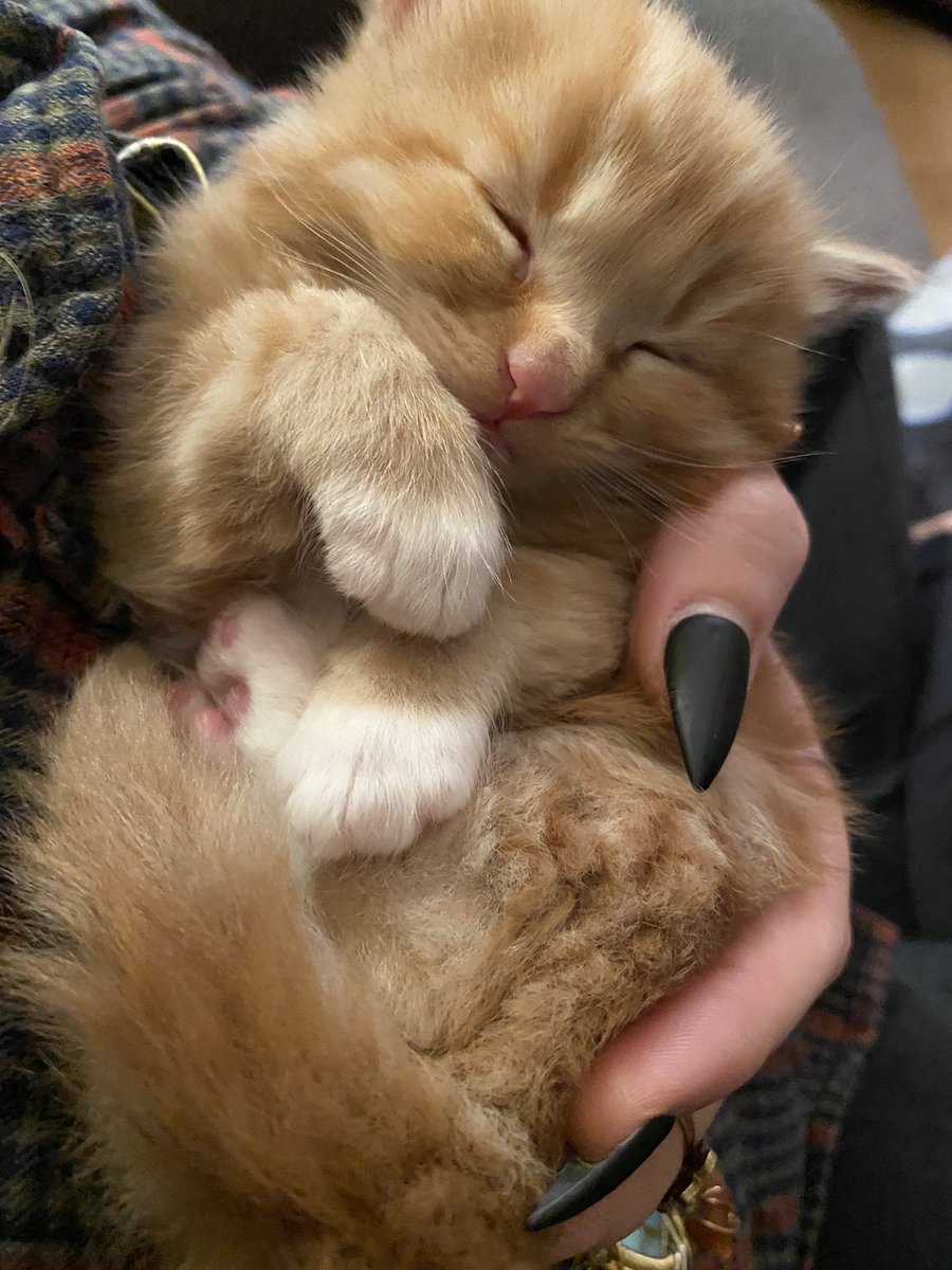sunflower_c8e's tweet photo. his name is sweet potato https://t.co/qIXVAQZebt