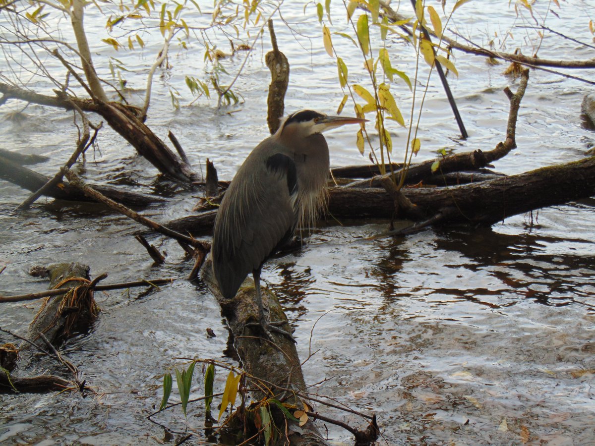 WaParksVisitor's tweet photo. This heron allowed me to come up close for a photo this afternoon at Green Lake, #Seattle. Then, it shifted to standing on one leg. #nature #NaturePhotography @SeattleParks @ThePhotoHour @animalsofpnw @PacificNWBirds https://t.co/hlrPrhHsIL