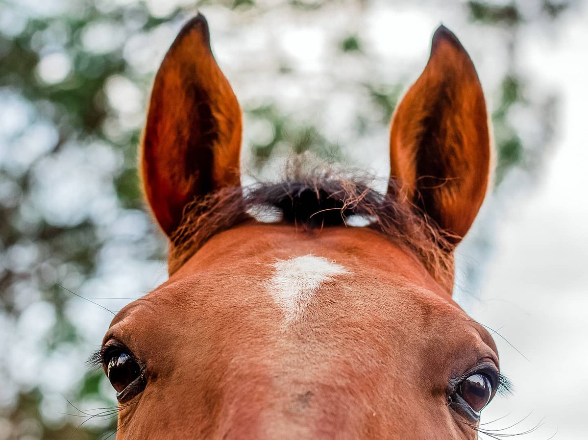 thebigrissole's tweet photo. Forever a king now an angel. ๐
My good boah who gained his wings on Friday. Certainly going to take a while.
#horse #equine #equestrian #goodboah #TheCapturedCollective #GamerGram #VGPUnite #RedDeadRedemption2 https://t.co/Y15GqpwZ2T