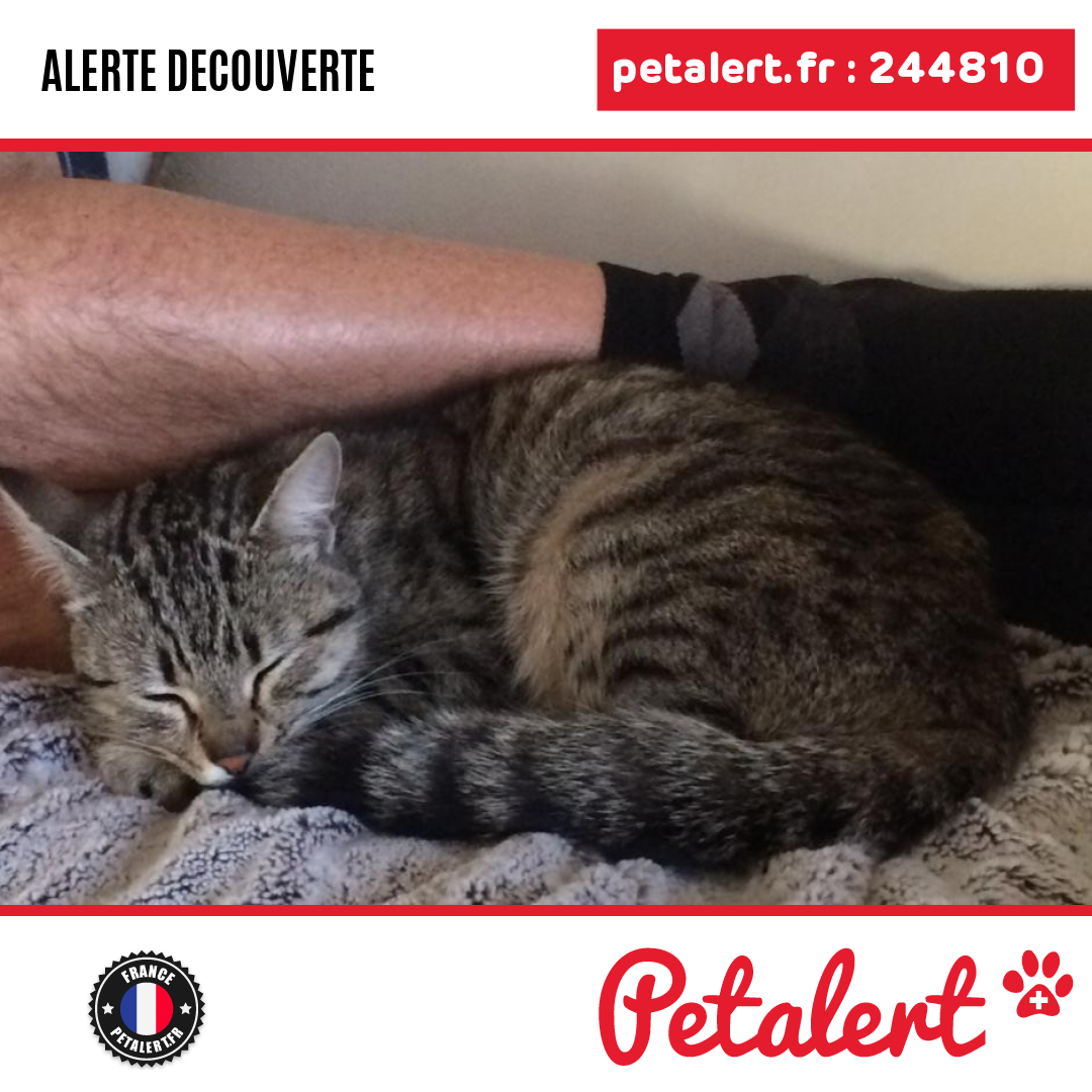 petalert_france's tweet photo. Trouvé #Chat #Somme #OustMarest #Petalert #PetAlert80 / https://t.co/idJ0kGgFpP https://t.co/HQMRDNaopD