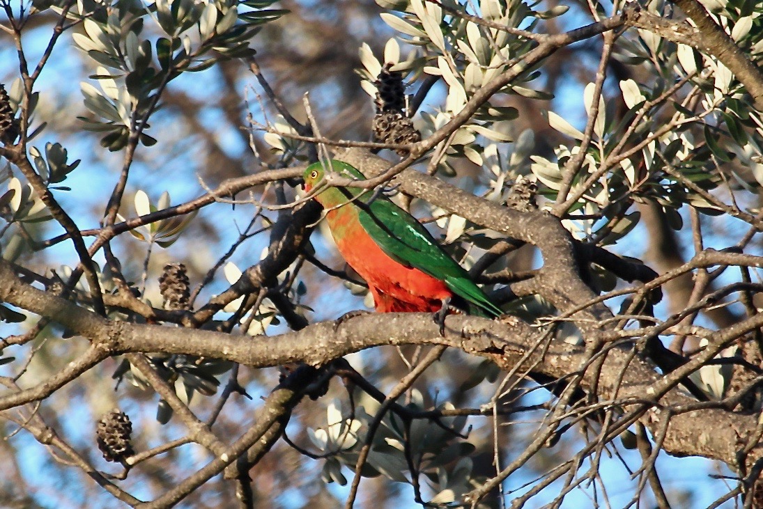 RossMannell's tweet photo. November 6 - Bournda NP - Birds seen on my hike.
Photo 1 - Alisterus scapularis (Australian King-parrot)
Photo 2 - Haematopus longirostris (Pied Oystercatcher) https://t.co/yKmbVnydc6