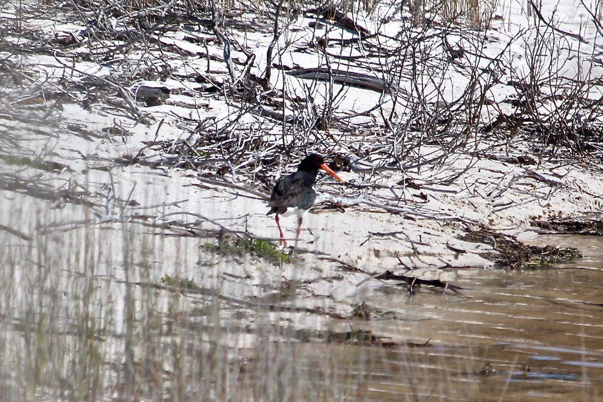 RossMannell's tweet photo. November 6 - Bournda NP - Birds seen on my hike.
Photo 1 - Alisterus scapularis (Australian King-parrot)
Photo 2 - Haematopus longirostris (Pied Oystercatcher) https://t.co/yKmbVnydc6