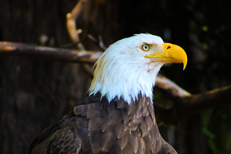 An appropriate picture for a celebratory day in the #USA. #Eagle #BidenHarris