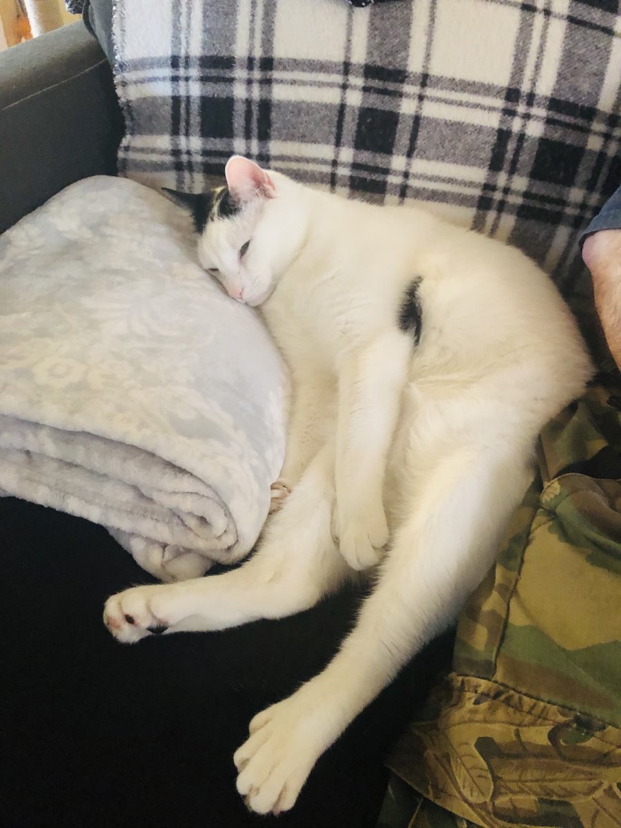 Inadvertantview's tweet photo. #Caturday #Naptime #tired  #cat #sleept. https://t.co/jGZKQUPxrU