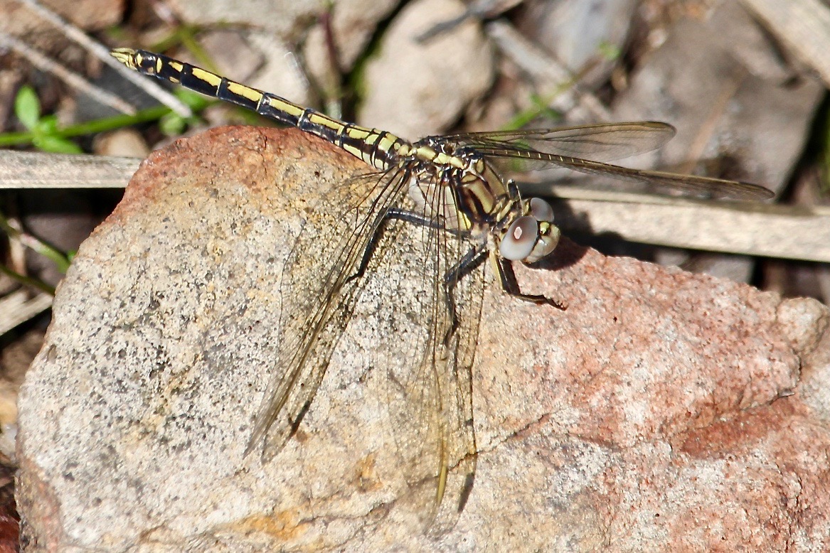 RossMannell's tweet photo. Nov. 6 - Bournda NP - Damselflies at Bondi Lake
Ph1: Austrolestes annulosus (Blue Ringtail) female
Ph2: Ischnura heterosticta (Common Bluetail)
Ph3: Orthetrum caledonicum (Blue Skimmer) female
Ph4: Orthetrum caledonicum (Blue Skimmer) male
Approx. Location: -36.80365, 149.9419 https://t.co/4l2v5bcdSu