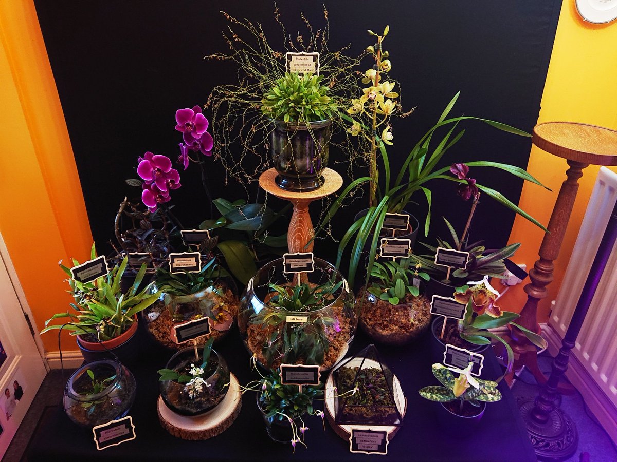UK_Boothby's tweet photo. Although Wraysbury Orchid Show was cancelled due to Covid-19, the plants continued to grow and this is my Group of Flowering #Orchids in an area 1 m sq for 2020 (🎥 https://t.co/f3s9H1xEzd) #Orchidaceae #GVOS2020 https://t.co/8d6xcXuZG2