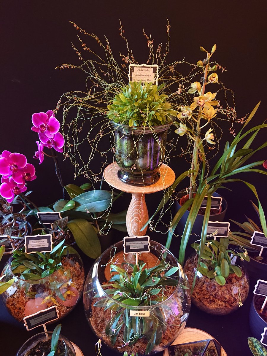 UK_Boothby's tweet photo. Although Wraysbury Orchid Show was cancelled due to Covid-19, the plants continued to grow and this is my Group of Flowering #Orchids in an area 1 m sq for 2020 (🎥 https://t.co/f3s9H1xEzd) #Orchidaceae #GVOS2020 https://t.co/8d6xcXuZG2