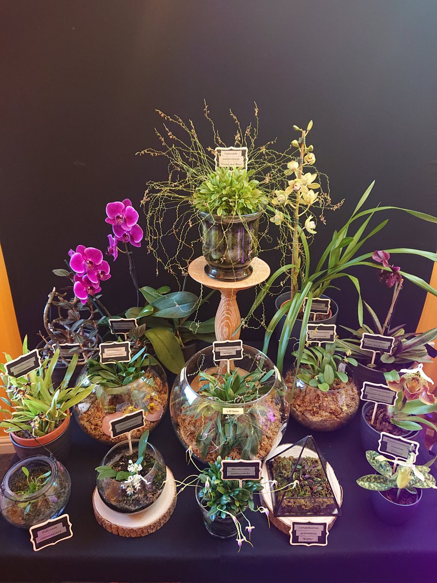 UK_Boothby's tweet photo. Although Wraysbury Orchid Show was cancelled due to Covid-19, the plants continued to grow and this is my Group of Flowering #Orchids in an area 1 m sq for 2020 (🎥 https://t.co/f3s9H1xEzd) #Orchidaceae #GVOS2020 https://t.co/8d6xcXuZG2