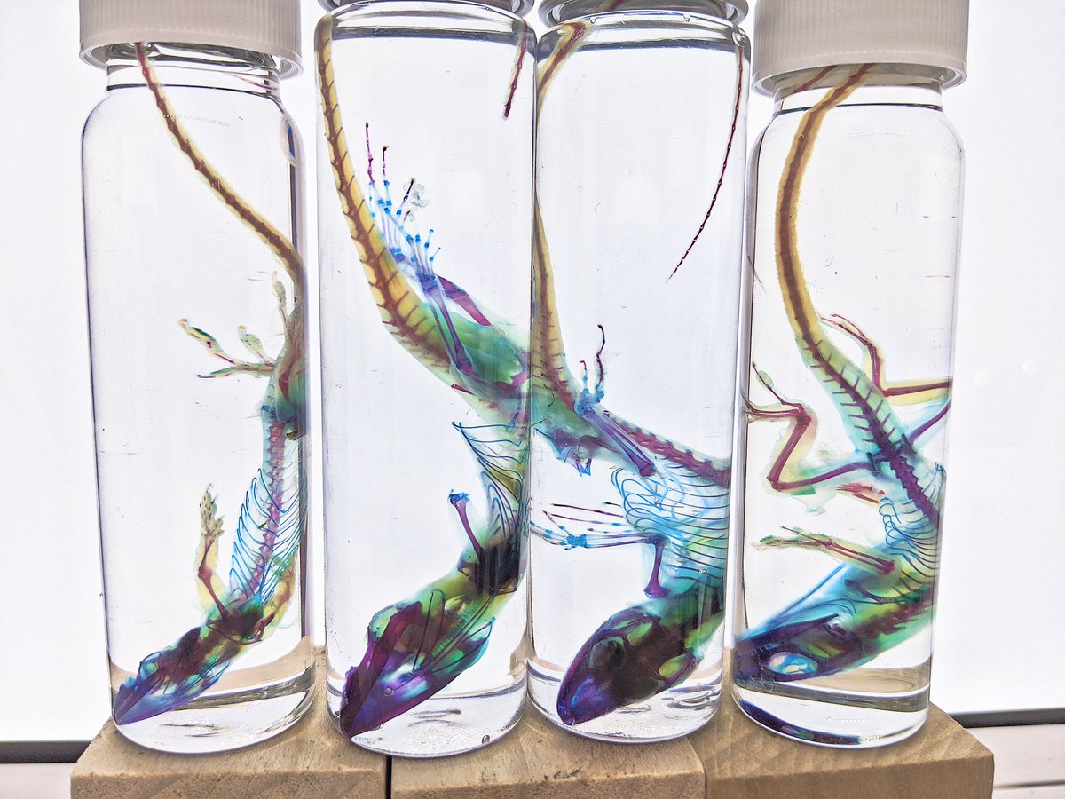 AphelionNecro's tweet photo. Diaphonized Anoles https://t.co/pPoxkzC5PQ