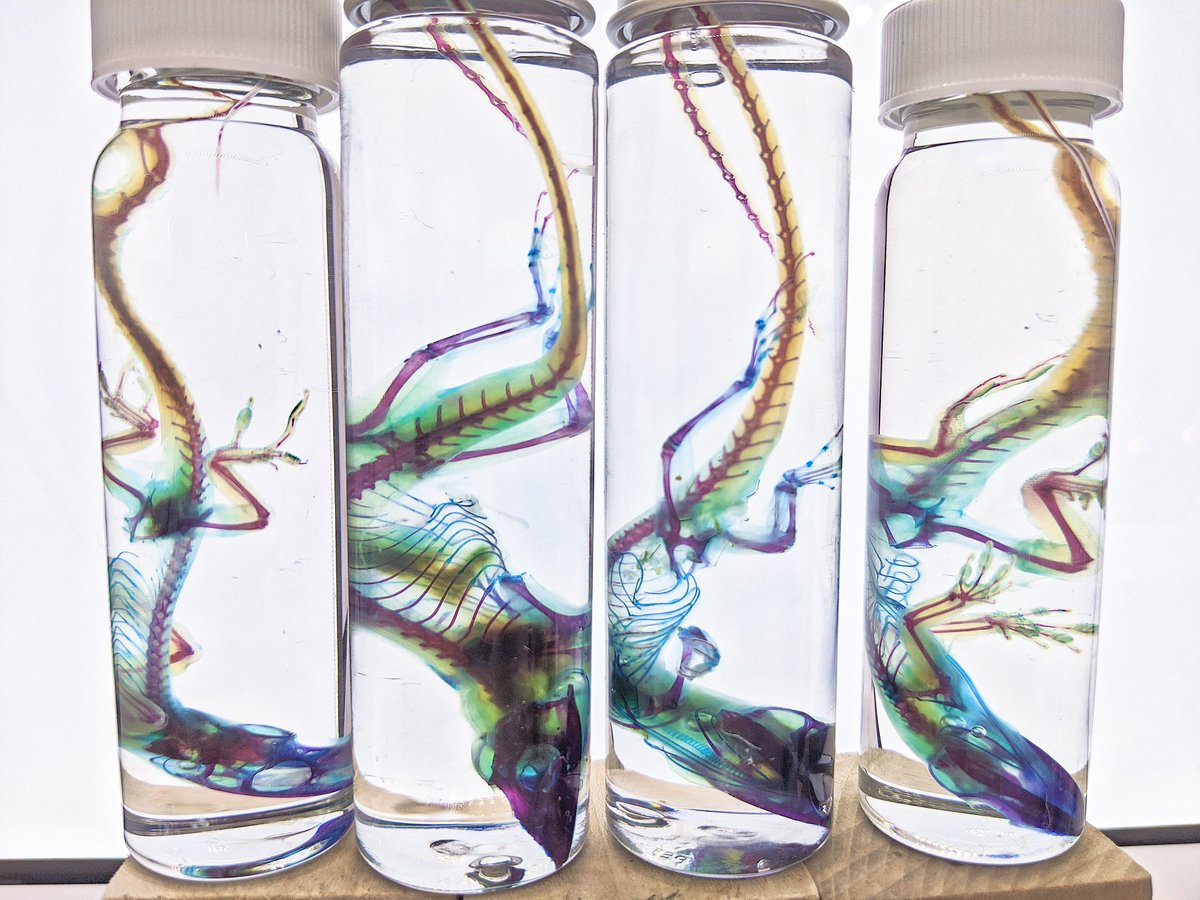 AphelionNecro's tweet photo. Diaphonized Anoles https://t.co/pPoxkzC5PQ