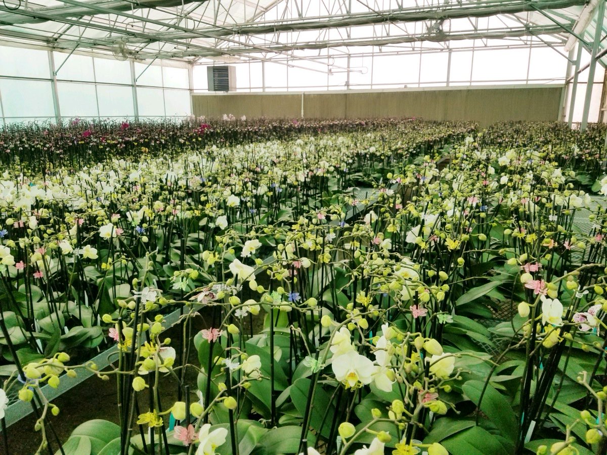 In bud &amp; bloom beautiful orchid s  📷<a href="/tunaedgar/">onebigtuna</a>