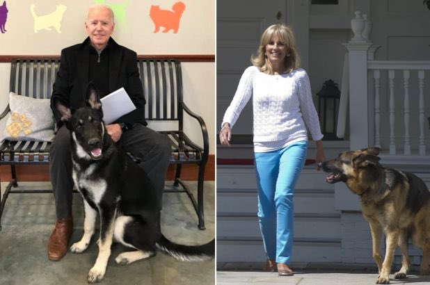 pixiedustlestat's tweet image. Another awesome thing about Biden winning, there will be DOGS BACK IN THE WH. MEET CHAMP AND MAJOR BIDEN ! #FirstDogs ♥️🐕🐕