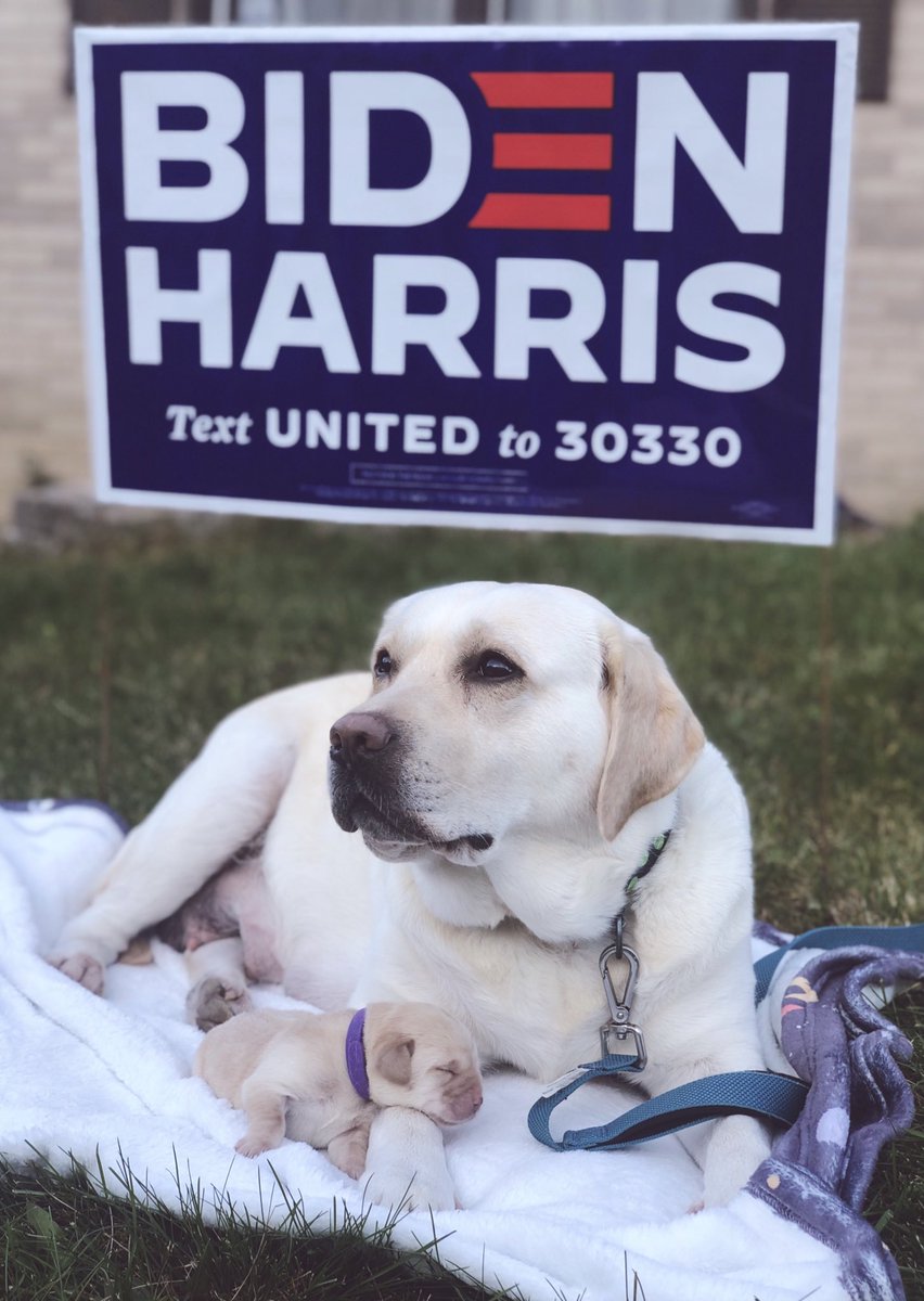 its_Popstar's tweet photo. congratulations Champ &amp; Major Biden, first dogs elect 🐾 @JoeBiden @DrBiden @KamalaHarris #BidenHarris2020 #Election2020 https://t.co/jS6W4OJg59