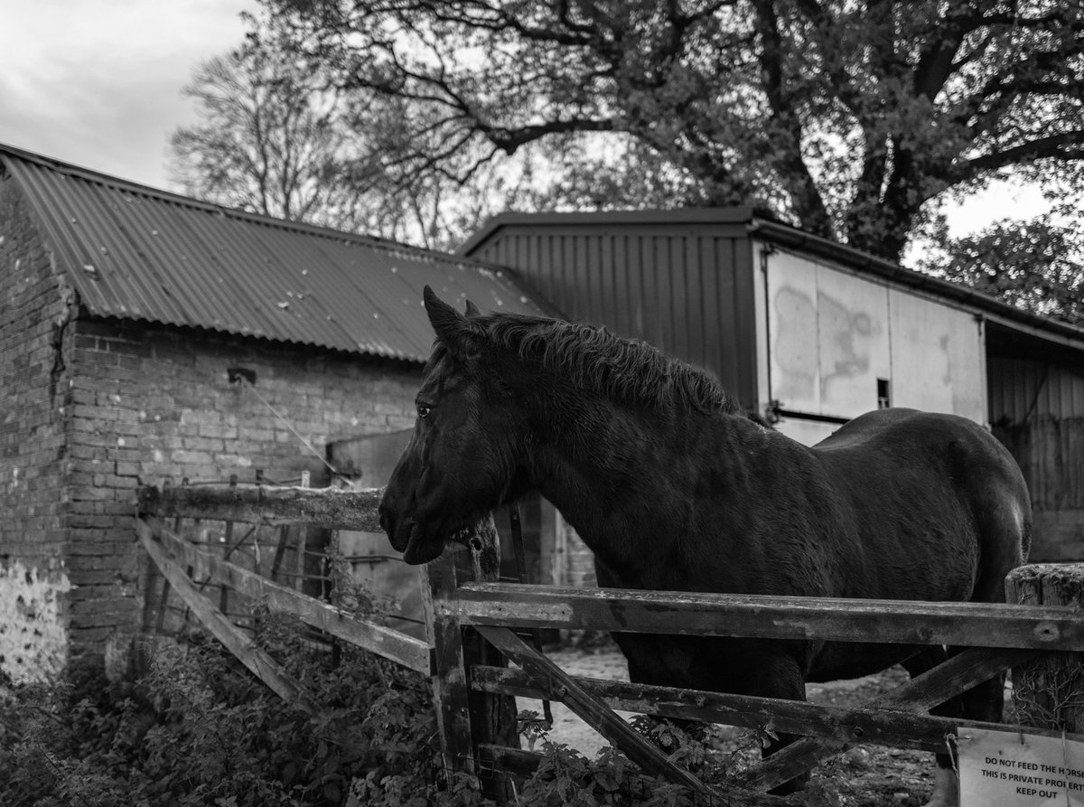 Flashofdark's tweet image. Horse lookout, Brill #LeicaQ2 #blackandwhitephotography