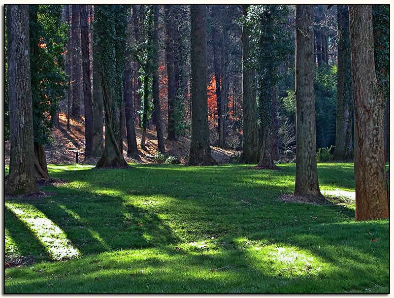 Timbaland 7Look at those trees These are high value because-large diameter-straight-fewer branches (knots)Better lumber-> more $$$$