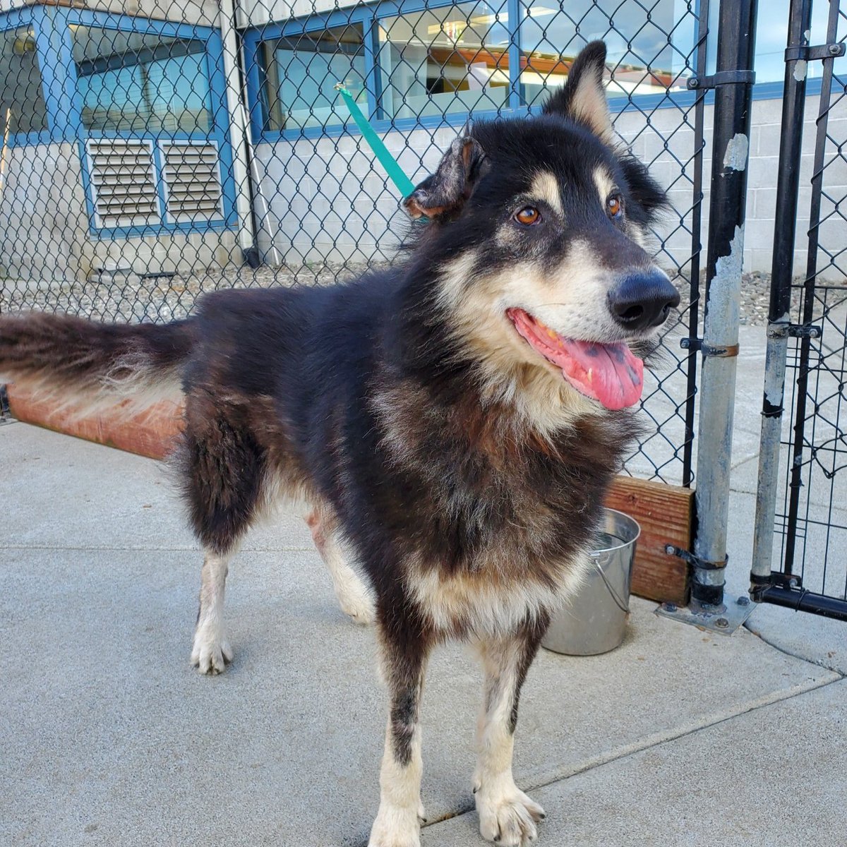 NapaShelter's tweet photo. ADOPT A SENIOR PET MONTH
This is Charlie Chaplin # 37678 he is 10 years young, possible Malamute/Shepherd/Collie. He had an ear hematoma which we treated and now he is ready for a new home. He is a kind gentle soul that will steal your heart!
#AdoptDontShop #SeniorPetsRule https://t.co/m3eqOS3HWb