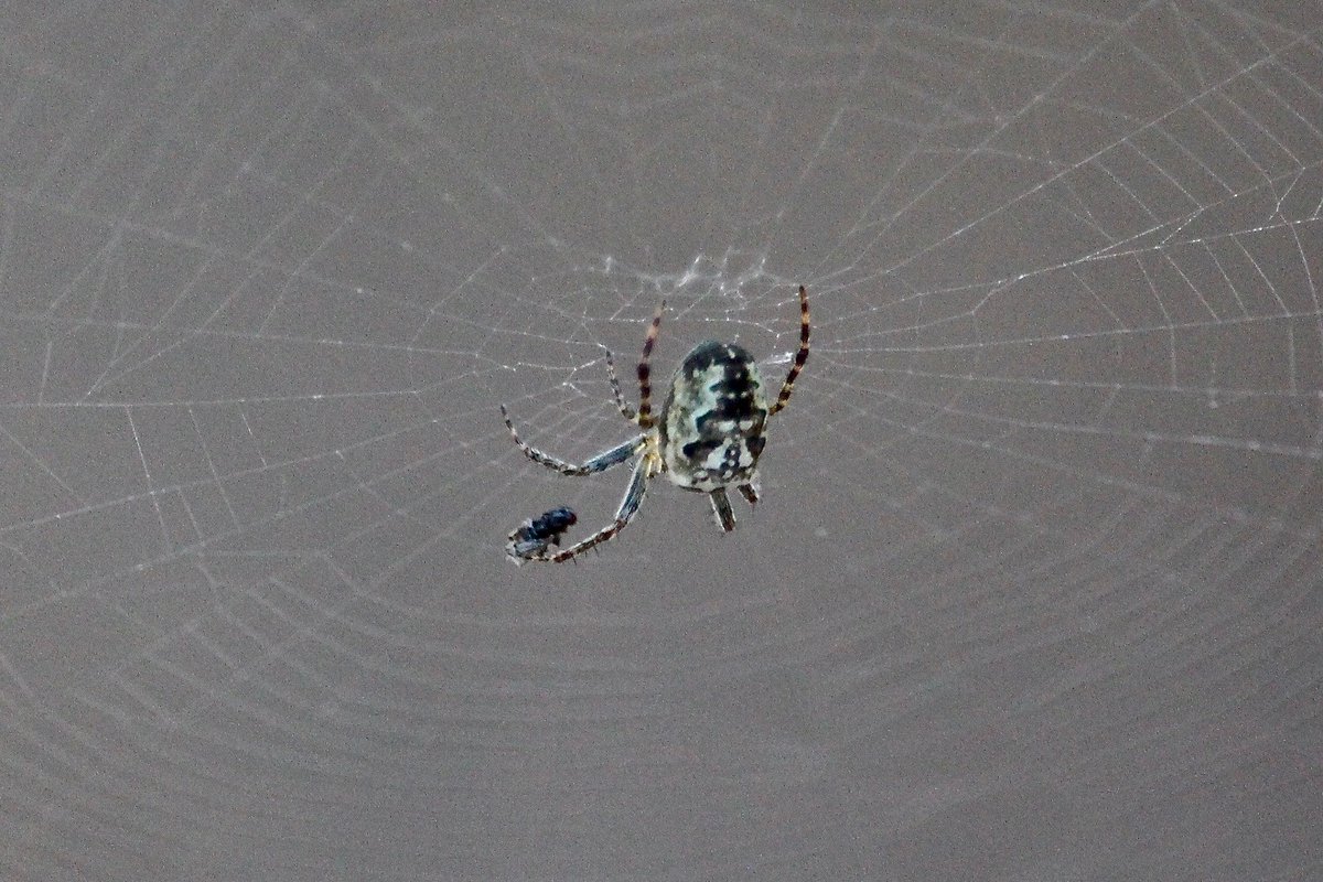 RossMannell's tweet photo. November 6 - Bournda NP - Spiders - 
Photo 1: Plebs eburnus (Bush Orb Weaver) size less than 1cm
Photo 2: Tasmanicosa sp. (Wolf spider) https://t.co/XRwBQtEH4o