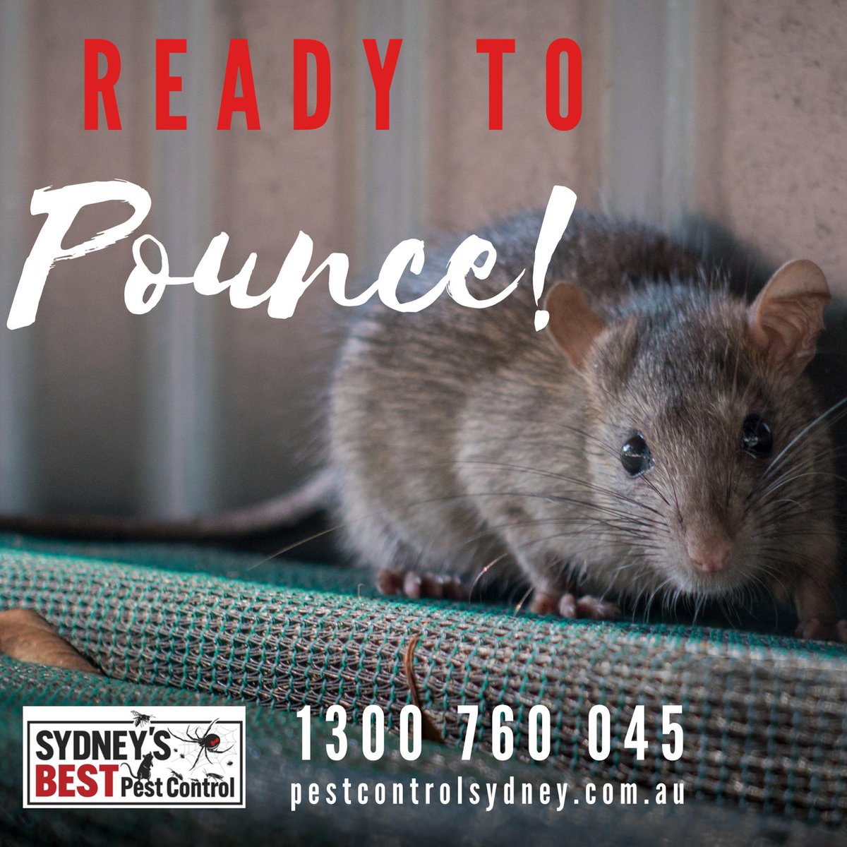 sbpestcontrol's tweet image. LOOK OUT! 

Could you imagine walking into your garage and having a rat jump out onto you!

If that thought made you shiver then call Sydneys Best Pest Control on 1300 760 045

or visit our website qoo.ly/394994

#pestcontrolsydney #pestcontrol #ratpestcontrol #ratsinsy