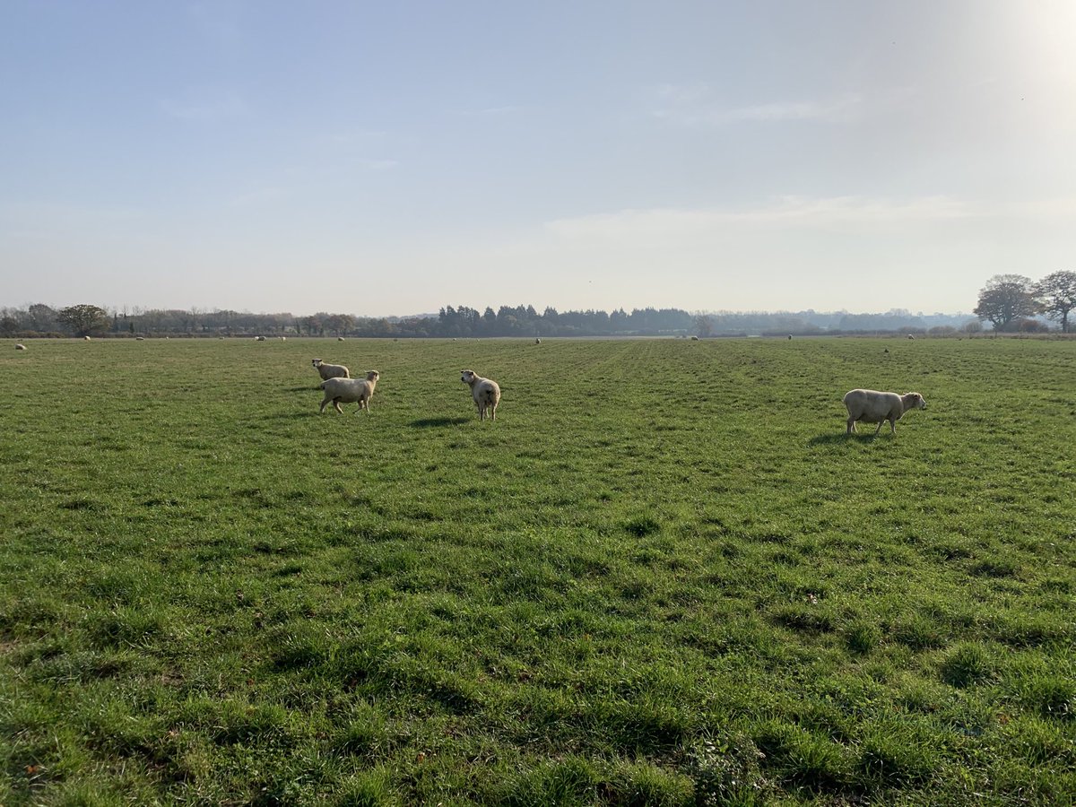 hanslope's tweet photo. Some of our older girls going to the tup. 6 years old, still bearing twins, lambing outside #NZRomneys 👍👍 #LookingGood https://t.co/LACGpX3mlI