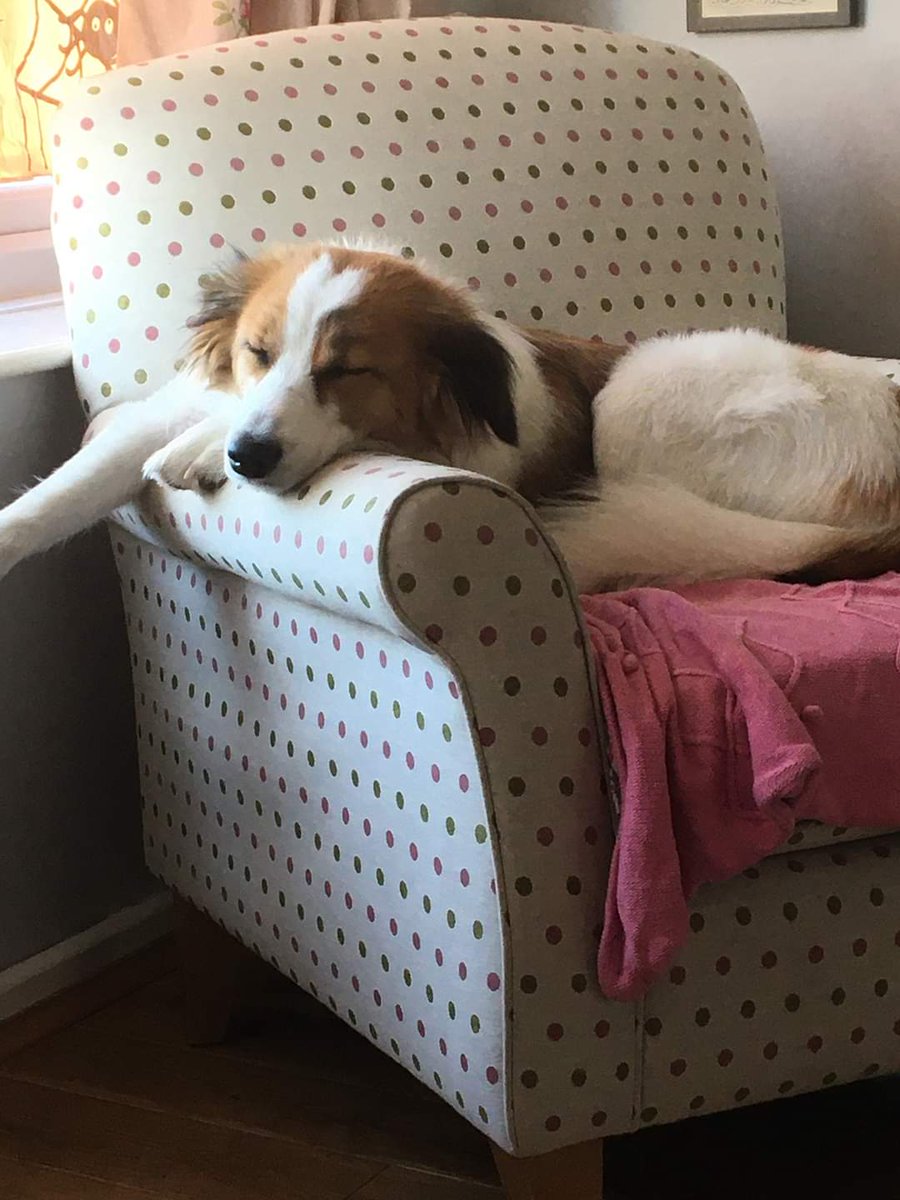 SavingStraysUK's tweet photo. Once upon a time there was a beautiful #PrincessπΈ rescued from the edge of a dark, scary forest! π²π± That little Princess was our beautiful former #SSStrays dog Lottie, who now spends her days enjoying tummy rubs, walkies, and the occasional snooze in her favourite chair! β₯οΈ https://t.co/ycdVCjHKkx