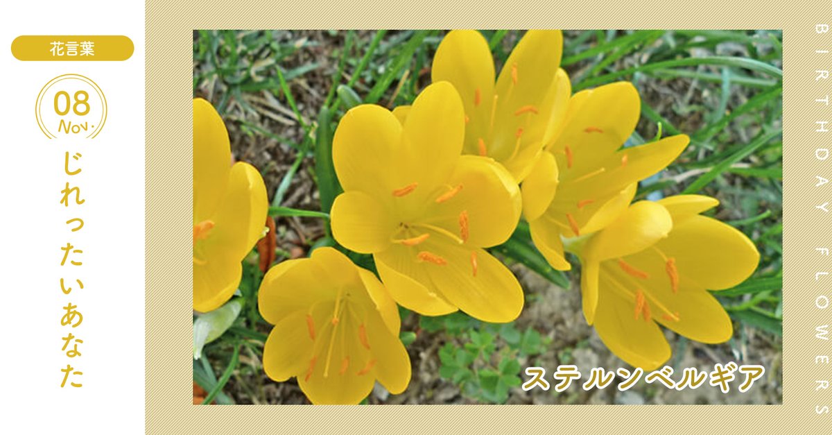 花キューピット I879 Com 公式 11月8日の誕生花 ステルンベルギア お誕生日おめでとう 花言葉 は じれったいあなた 鮮やかな黄色の花を咲かせる球根植物です あなたはこんな人 平和な毎日 同じ誕生日の有名人 高橋メアリージュン 花キューピット I879 Com 公式 11月8日の誕生花 ステルンベルギア お誕生日おめでとう 花言葉 は じれったいあなた 鮮やかな黄色の花を咲かせる球根植物です あなたはこんな人 平和な毎日 同じ誕生日の有名人 高橋メアリージュン