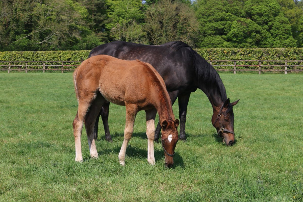 AgaKhanStuds's tweet photo. From the paddocks to the winners' enclosure: #Tarnawa pictured as a foal with her Stakes winning dam Tarana and as a yearling.
Now the winner of the:
🏆Prix Vermeille Gr.1
🏆Prix de l'Opéra Gr.1
🏆Breeders' Cup Turf Gr.1
#topclassfilly💫 https://t.co/6t9SmxzOn2