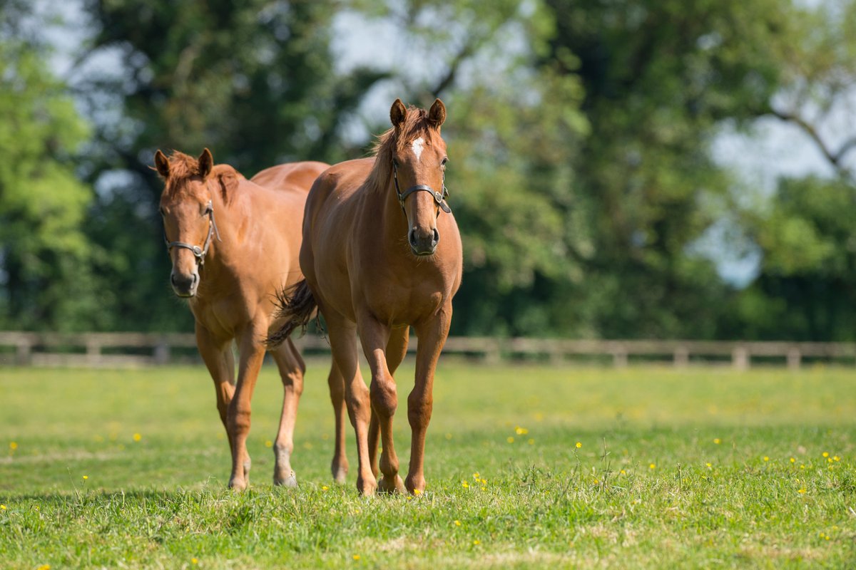 AgaKhanStuds's tweet photo. From the paddocks to the winners' enclosure: #Tarnawa pictured as a foal with her Stakes winning dam Tarana and as a yearling.
Now the winner of the:
🏆Prix Vermeille Gr.1
🏆Prix de l'Opéra Gr.1
🏆Breeders' Cup Turf Gr.1
#topclassfilly💫 https://t.co/6t9SmxzOn2