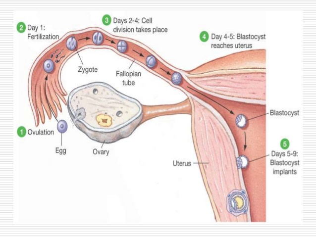 There is no direct connection between your mother's ovaries, and her fallopian tubes. Studies have shown that the length of the fimbria ovarica – the only one of these "fingerlike" projections able to bridge the gap – is critical to female fertility. https://pubmed.ncbi.nlm.nih.gov/15920340/&nbsp;