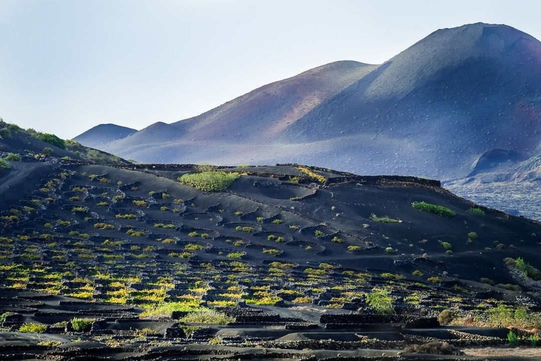 ATOMEE__'s tweet image. L'île volcanique de Lanzarote et ses vignes. 🍇
📍Archipel des Canaries 🇪🇦

Les cercles de roches volcaniques (socos), permettent de protéger les pieds du vent.