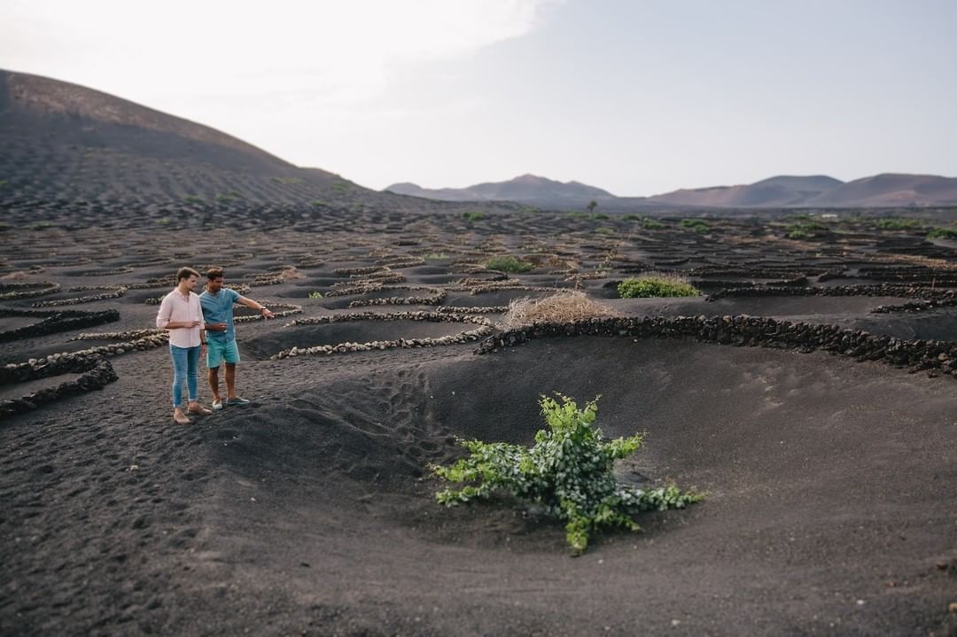ATOMEE__'s tweet image. L'île volcanique de Lanzarote et ses vignes. 🍇
📍Archipel des Canaries 🇪🇦

Les cercles de roches volcaniques (socos), permettent de protéger les pieds du vent.
