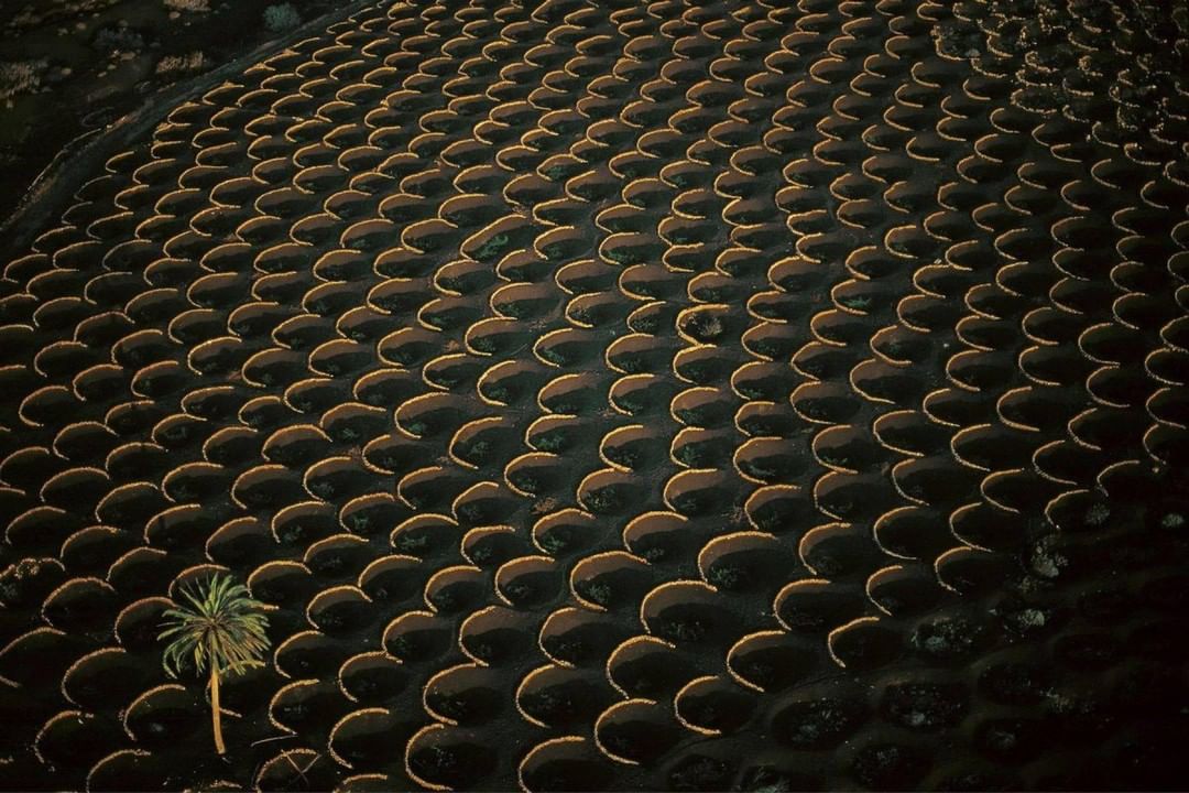 ATOMEE__'s tweet image. L'île volcanique de Lanzarote et ses vignes. 🍇
📍Archipel des Canaries 🇪🇦

Les cercles de roches volcaniques (socos), permettent de protéger les pieds du vent.