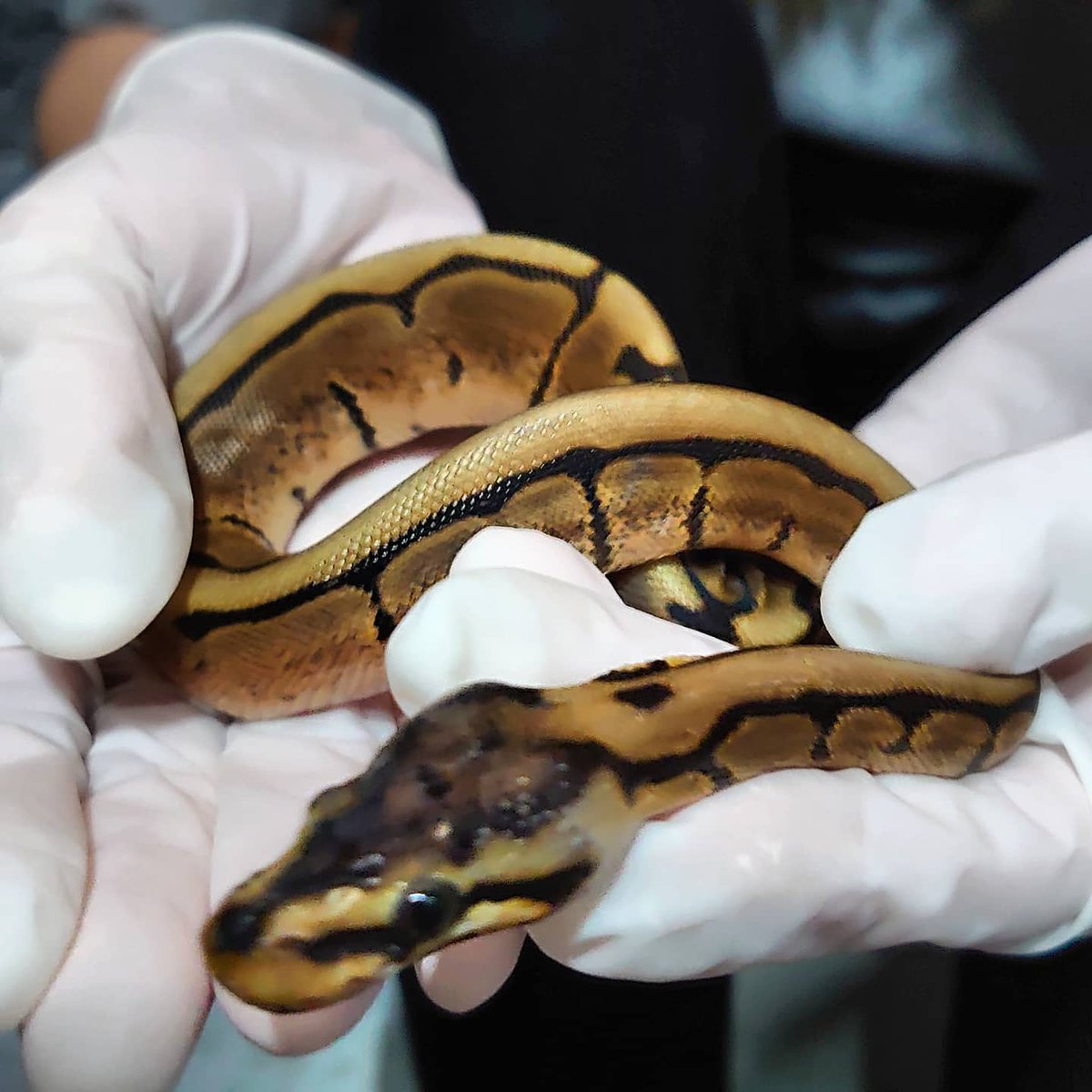 JJReptilesUK's tweet photo. Taking care of our little lady today, she'll get there 👍 #reptiles #snakes #ballpython #spidergene https://t.co/UHlWZ9yHPq