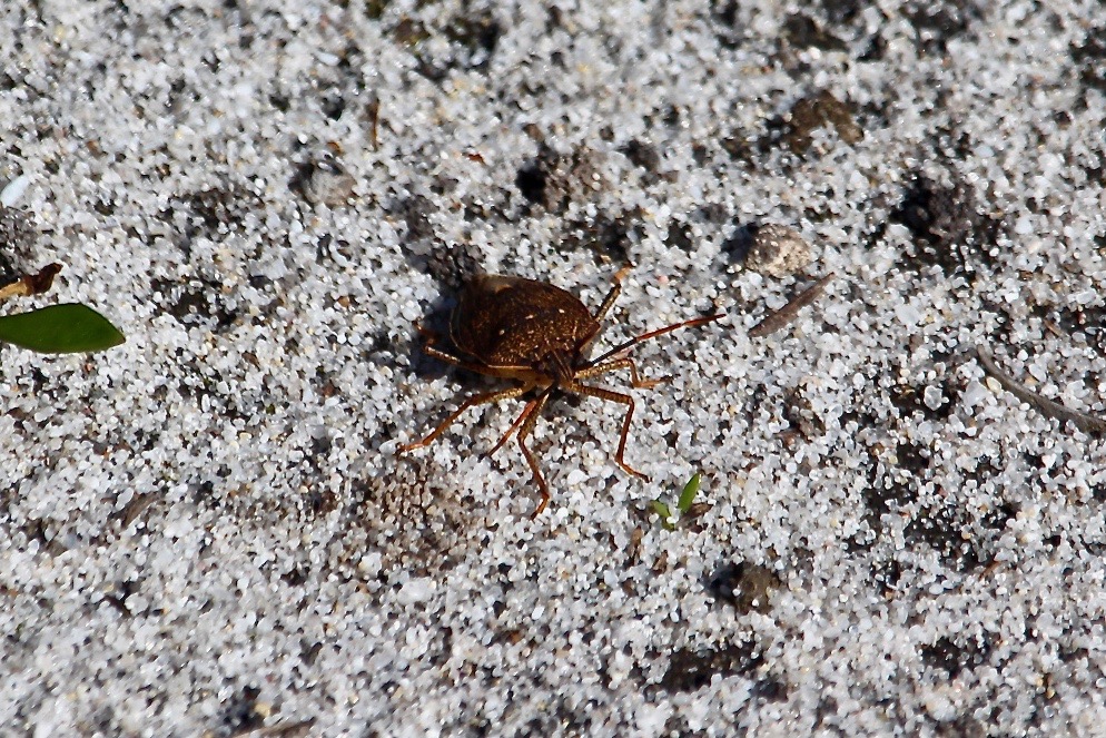 RossMannell's tweet photo. Stink bug - This is a species of pentatomidae (shield or stink bug). Many insects are called bugs by people but this species is a true bug. I am waiting for an expert to hopefully tell me the exact name of this species.
Stink bugs defence is to spray a pungent fluid. https://t.co/ac4Z35Dxii