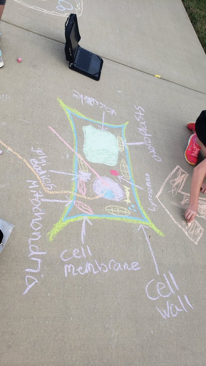 WBESIX's tweet photo. 6th graders at Wabash did a great job creating plant and animal cells with sidewalk chalk! https://t.co/EeX1tq5cmw