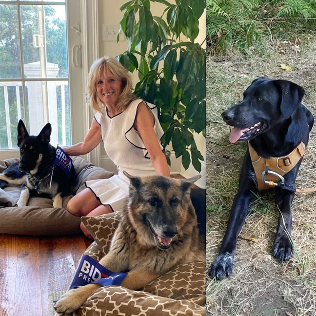 devonrhodes's tweet image. Boba sends his congrats to Major and Champ!! #WhiteHouseDogs #oregondogs #Biden #DrJillBiden @DrBiden