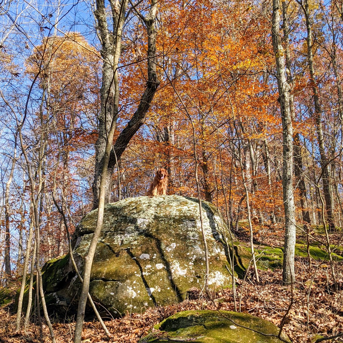 Meli blends in almost too well this time of year. 😂 Nice little day trip on a gorgeous &amp; warm fall day. Home now to chill &amp; watch <a href="/OhioStateFB/">Ohio State Football</a>! 
🐾🥾🍁🏈
#ohioexplored #ohiofindithere #burroakstatepark #getoutside #SaturdayVibes #fallleaves #goldenretriever #TheZestyTraveler