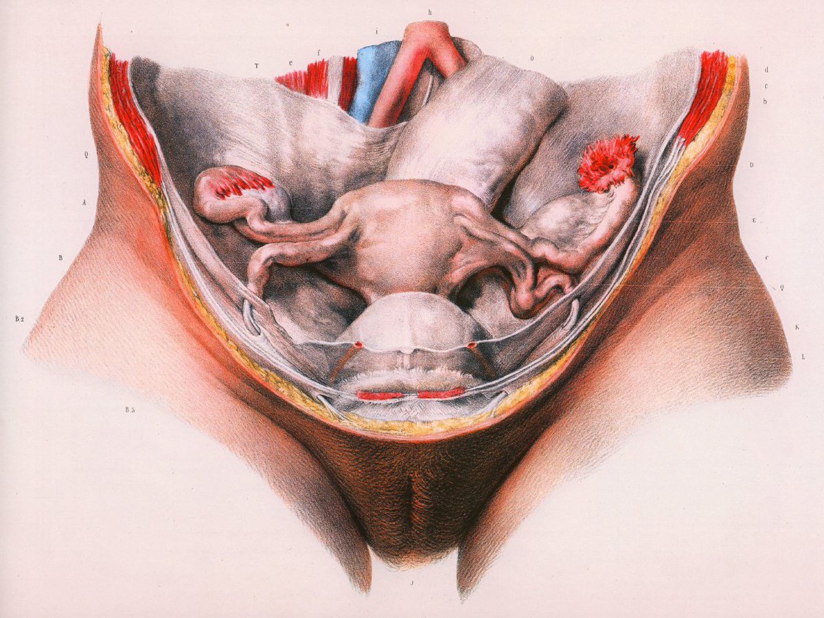 These wonderful images from Atlas of Human Anatomy and Surgery: The Complete Colored Plates of 1831-1854, Volumes 1-7 by J.M. Bourgery, N.H. Jacob, Jean-Marie Le Minor, Henri Sick