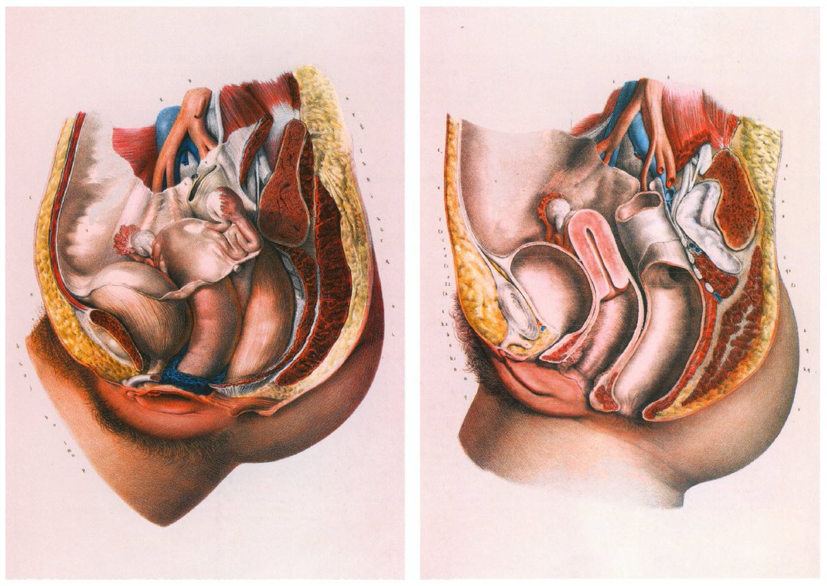 These wonderful images from Atlas of Human Anatomy and Surgery: The Complete Colored Plates of 1831-1854, Volumes 1-7 by J.M. Bourgery, N.H. Jacob, Jean-Marie Le Minor, Henri Sick
