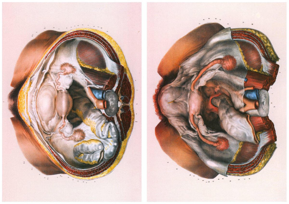 These wonderful images from Atlas of Human Anatomy and Surgery: The Complete Colored Plates of 1831-1854, Volumes 1-7 by J.M. Bourgery, N.H. Jacob, Jean-Marie Le Minor, Henri Sick