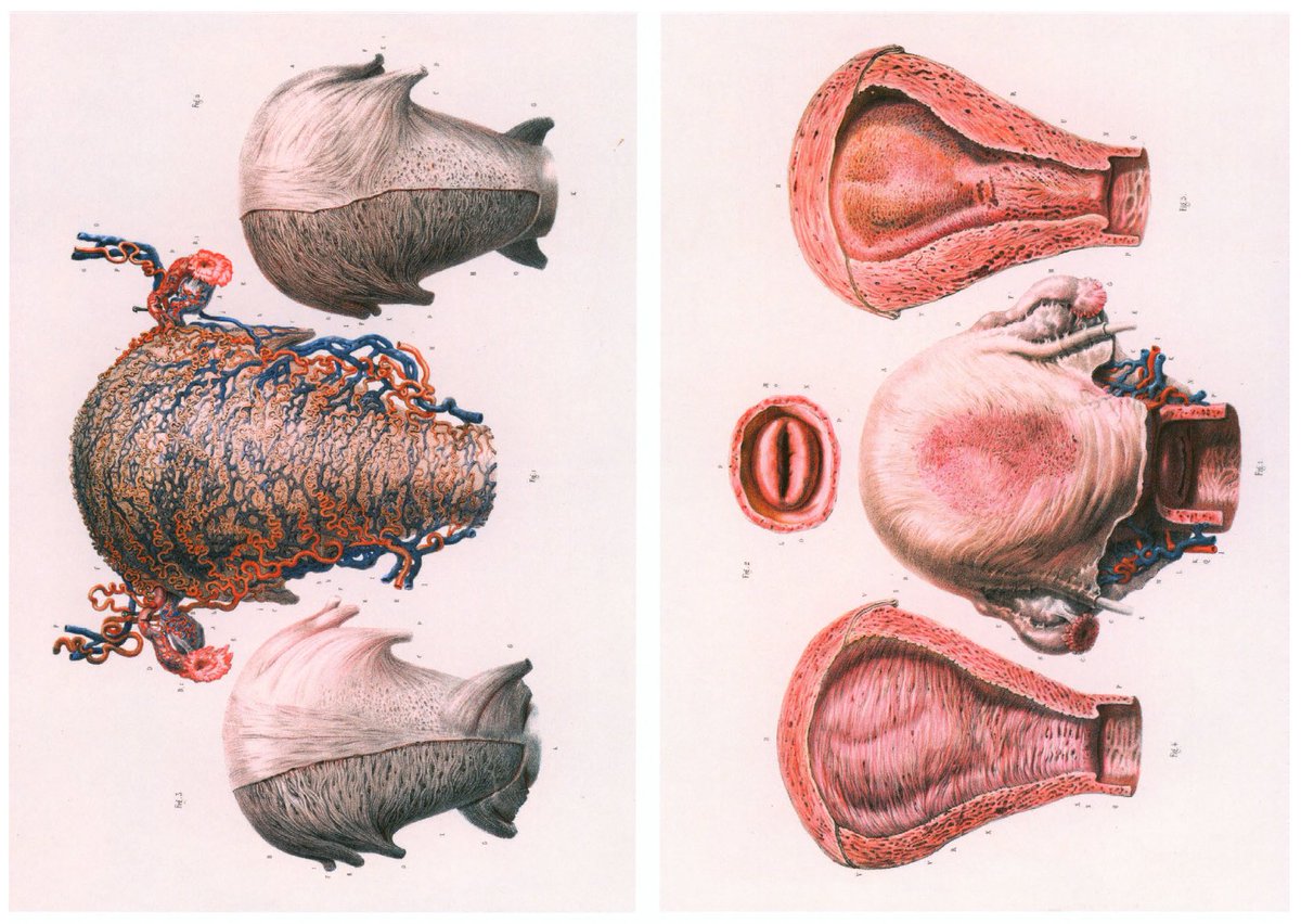 These wonderful images from Atlas of Human Anatomy and Surgery: The Complete Colored Plates of 1831-1854, Volumes 1-7 by J.M. Bourgery, N.H. Jacob, Jean-Marie Le Minor, Henri Sick