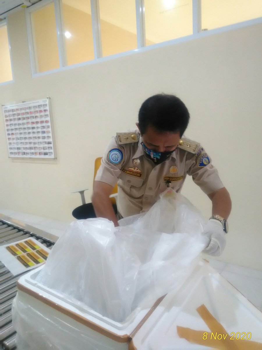 BPPMHKPMakassar's tweet photo. 08/11/20 pemeriksaan fisik kebenaran jenis dan jumlah terhadap lalulintas domestik tujuan Jakarta berupa Udang Windu segar 115kg, 5 koli 
di TPFI BBKIPM Makassar
 #OneHealthKIPM
@rinajanwar2201 
@idjahChadidjah
@HumasBKIPM https://t.co/UrZLVPGv9f https://t.co/hZfmQylF2E